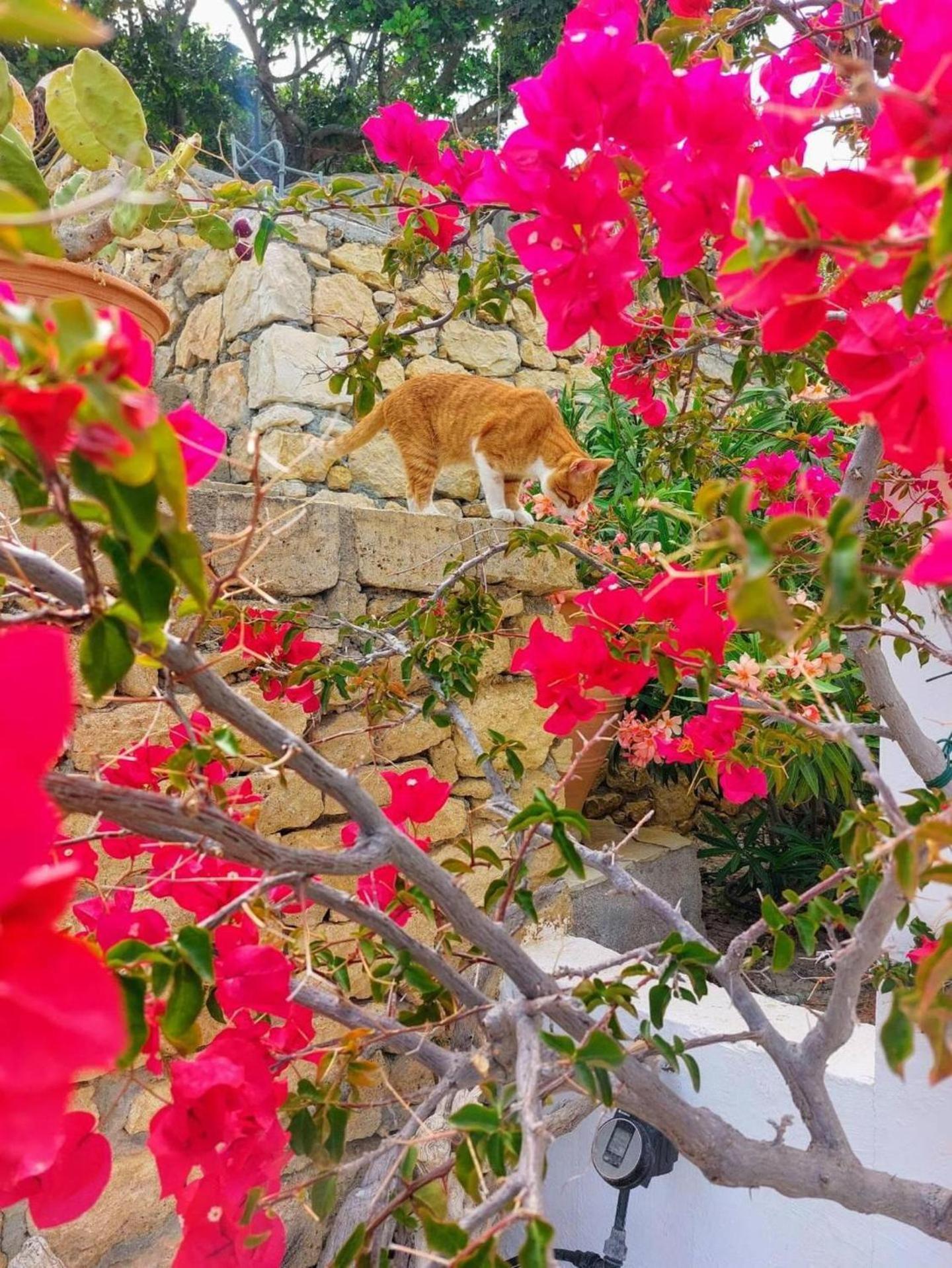 Tranquil Villa With Sea View In Ammopi Karpathos Amoopi Luaran gambar